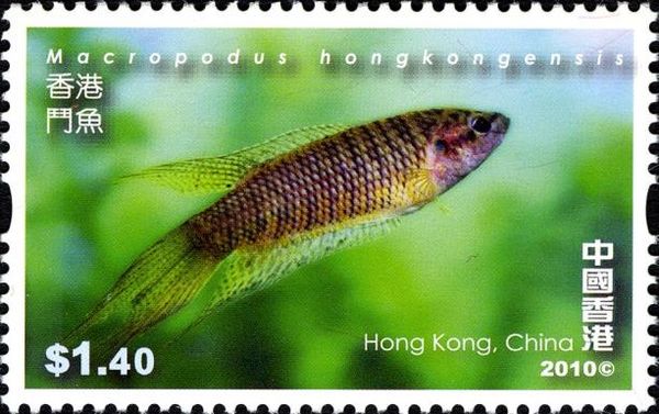 Fish (Macropodus hongkongensis)
