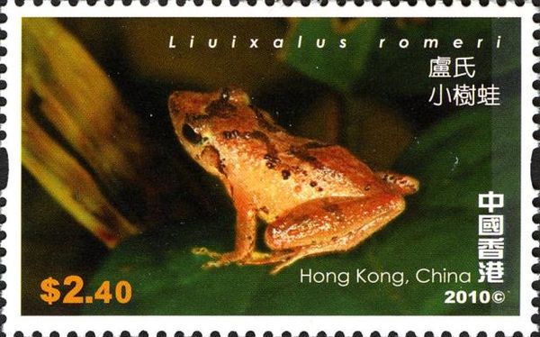 Romer's Treefrog (Liuixalus romeri)