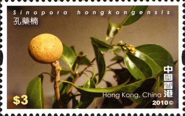 Biodiversity - Sinopora hongkongensis