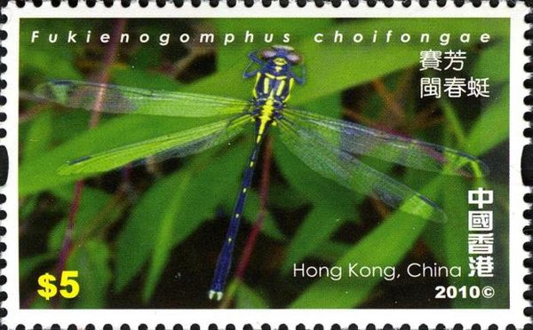 Hong Kong Tusktail (Fukienogomphus choifongae)