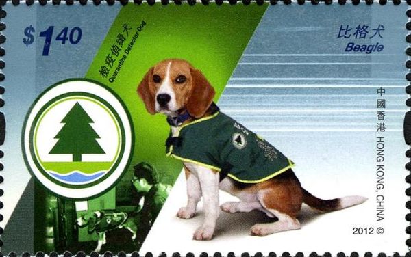 Beagle (Canis lupus familiaris)