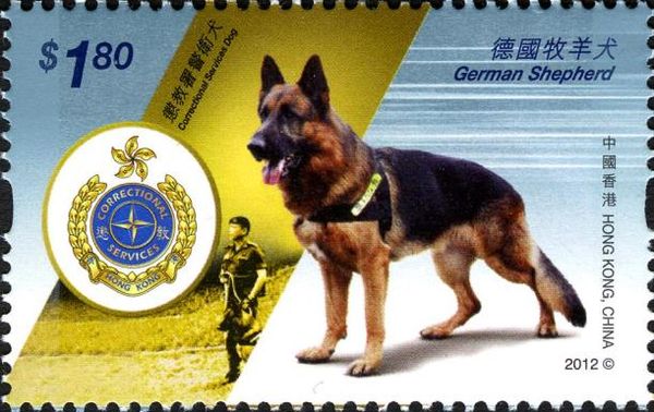 German Shepherd (Canis lupus familiaris)