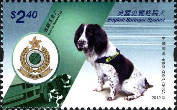 English Springer Spaniel (Canis lupus familiaris)