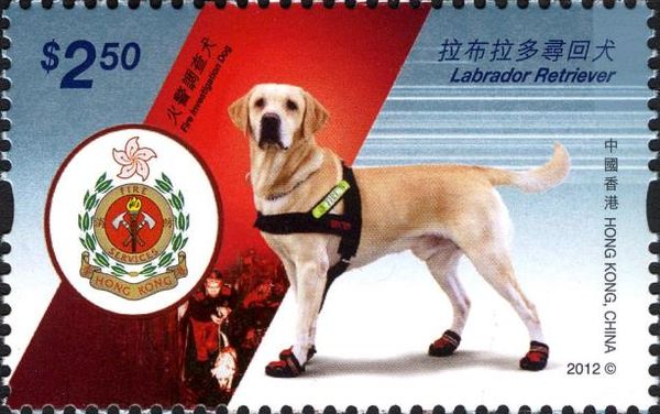 Labrador Retriever (Canis lupus familiaris)