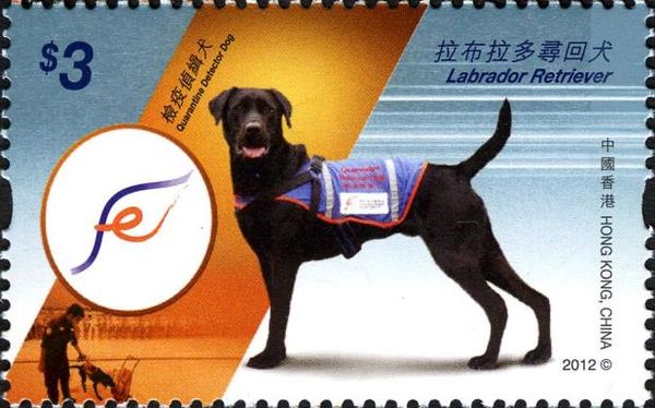 Labrador Retriever (Canis lupus familiaris)