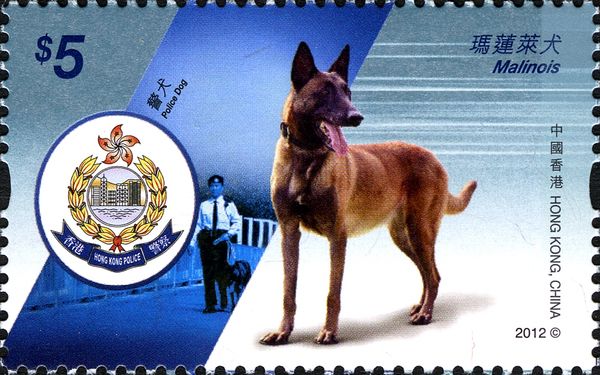 Malinois (Canis lupus familiaris)