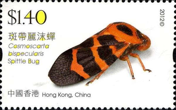 Spotted Red Spittlebug (Cosmoscarta bispecularis)