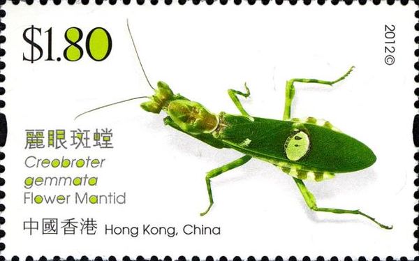 Jeweled Flower Mantis (Creobroter gemmatus)