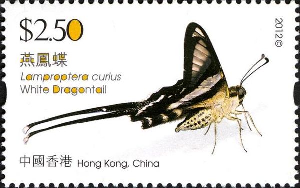 White Dragontail (Lamproptera curius)