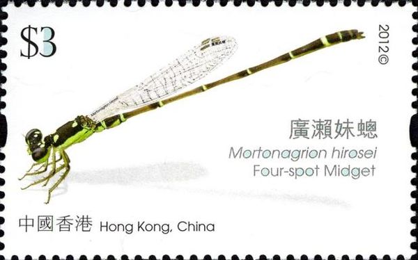 Four-spot Midget (Mortonagrion hirosei)