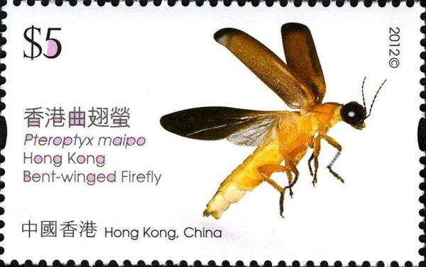 Hong Kong Bent-winged Firefly (Pteroptyx maipo)