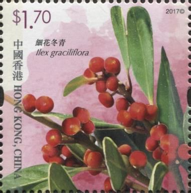 Ilex graciliflora