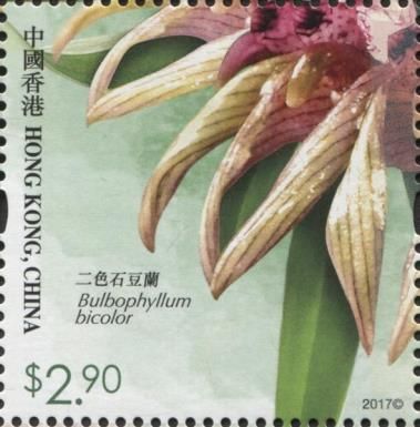 Bulbophyllum bicolor