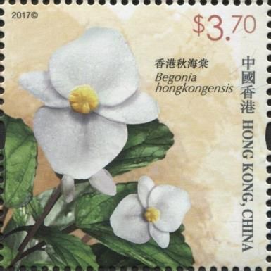 Begonia hongkongensis