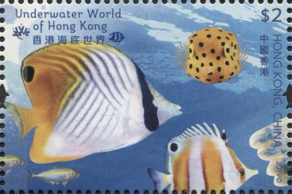 Threadfin Butterflyfish & Yellow Boxfish