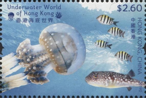 Papuan Jellyfish & Hong Kong Pufferfish