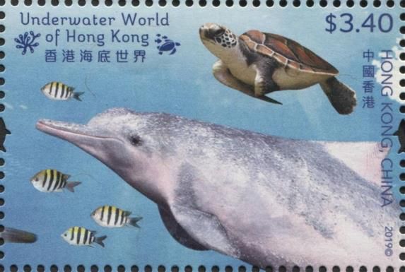 Indo-Pacific Humpback Dolphin (Sousa chinensis), Green Turtl