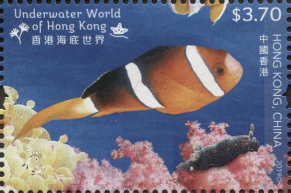 Yellowtail Clownfish (Amphiprion clarkii)