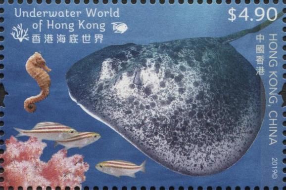 Spotted Seahorse & Blotched Fantail Ray