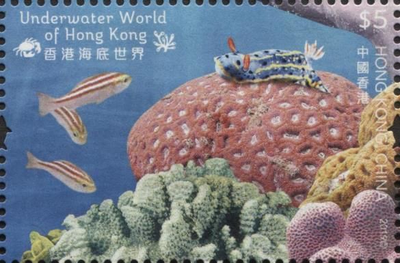 Chicken Grunt & Blue Dorid