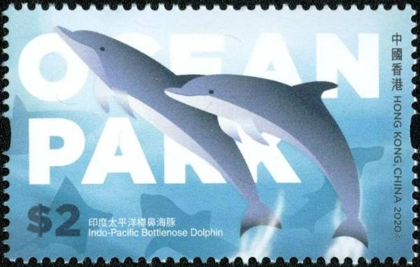 Indo-Pacific Bottlenose Dolphin (Tursiops aduncus)