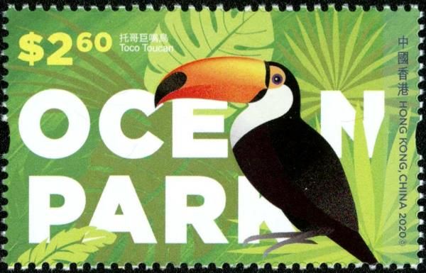 Toco Toucan