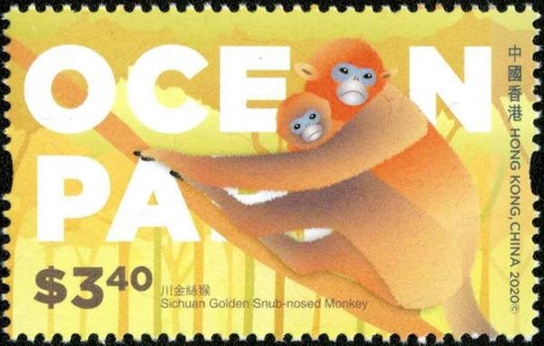 Sichuan Golden Snub-nosed Monkey