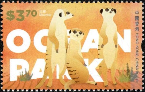 Meerkats