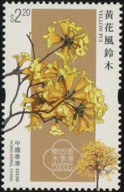 Yellow Pui (Tabebuia chrysantha)
