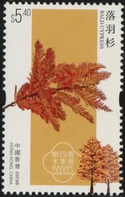 Bald Cypress (Taxodium distichum)