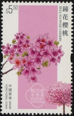 Bell-flower Cherry (Prunus campanulata)