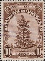 Spruce Tree
