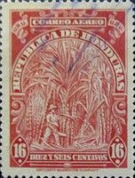 Sugar Cane