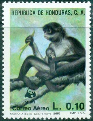 Central American Spider Monkey (Ateles geoffroyi)
