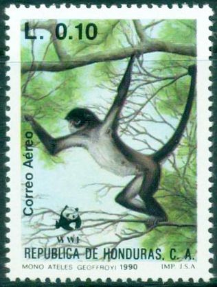 Central American Spider Monkey (Ateles geoffroyi)