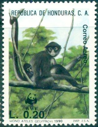Central Americxan Spider Monkey (Ateles geoffroyi)