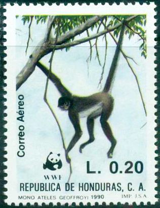 Central American Spider Monkey (Ateles geoffroyi)