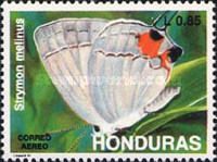 Gray Hairstreak (Strymon melinus)