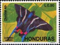 Butterfly (Diorina sp.)