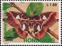 Cecropia Moth (Hyalophora cecropia)
