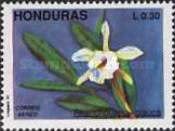 Rhyncholaelia glauca