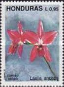 Laelia anceps