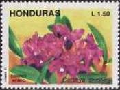 Cattleya skinneri