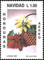 Poinsettias