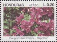 Bougainvillea glabra