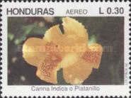 Canna indica