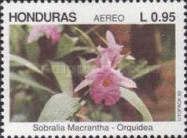 Sobralia macrantha