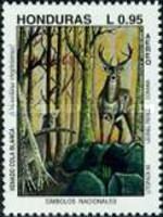 White-tailed Deer (Odocoileus virginianus)
