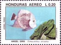 Gray Angelfish (Pomacanthus arcuatus)