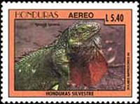 Iguana iguana